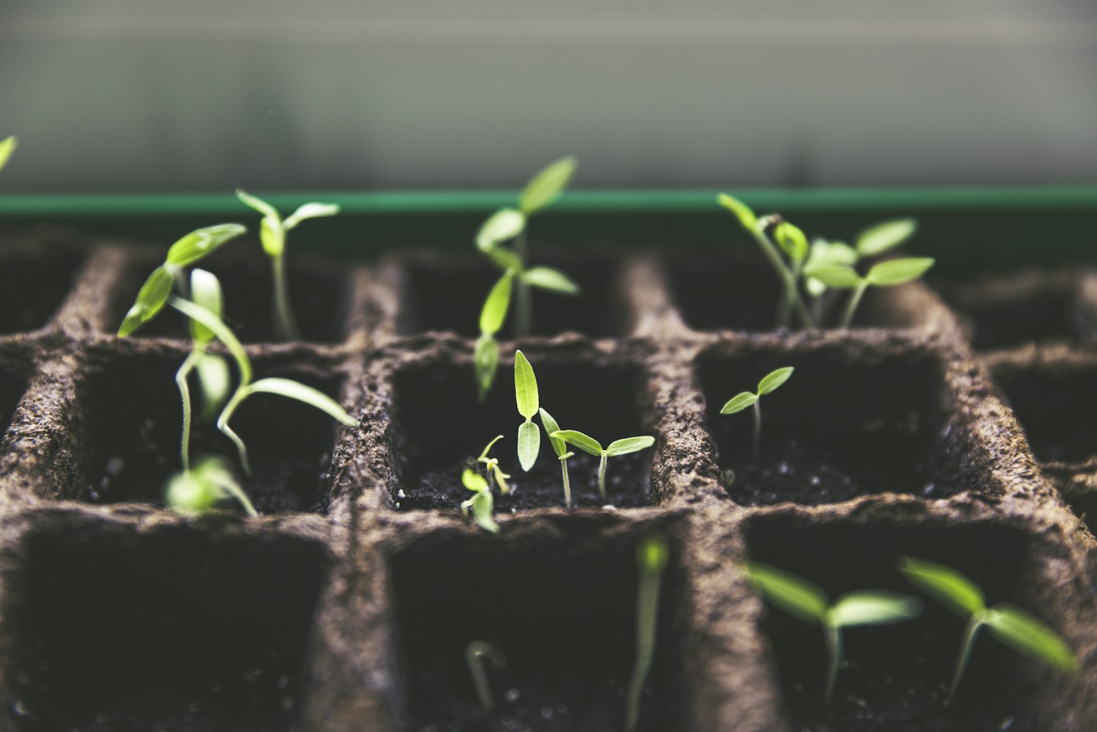 Hands tending a small green garden