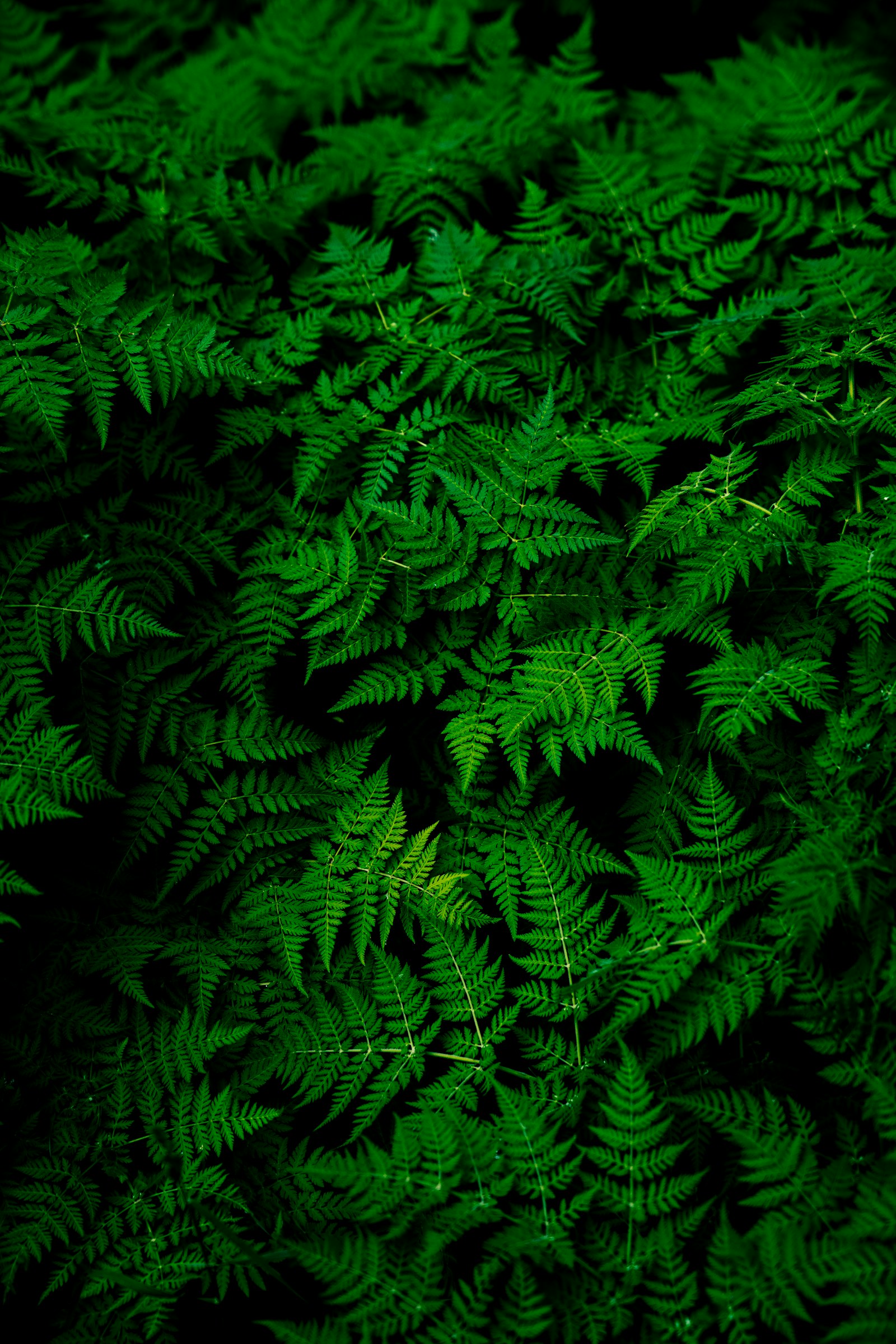 Indoor plants in a sunny studio